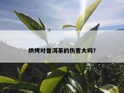 烘烤对普洱茶的伤害大吗？