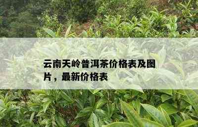 云南天岭普洱茶价格表及图片，最新价格表