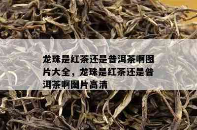 龙珠是红茶还是普洱茶啊图片大全，龙珠是红茶还是普洱茶啊图片高清