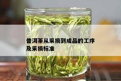 普洱茶从采摘到成品的工序及采摘标准