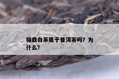 福鼎白茶属于普洱茶吗？为什么？