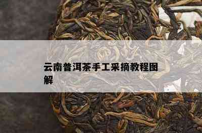 云南普洱茶手工采摘教程图解