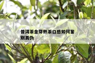 普洱茶金芽熟茶口感如何鉴别真伪