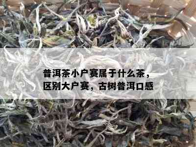 普洱茶小户赛属于什么茶，区别大户赛，古树普洱口感