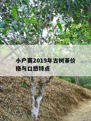 小户赛2019年古树茶价格与口感特点