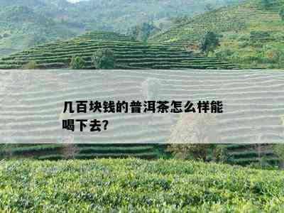 几百块钱的普洱茶怎么样能喝下去？