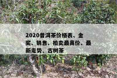 2020普洱茶价格表、金奖、销售、拍卖更高价、最新走势、古树茶