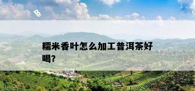 糯米香叶怎么加工普洱茶好喝？