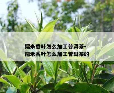 糯米香叶怎么加工普洱茶-糯米香叶怎么加工普洱茶的