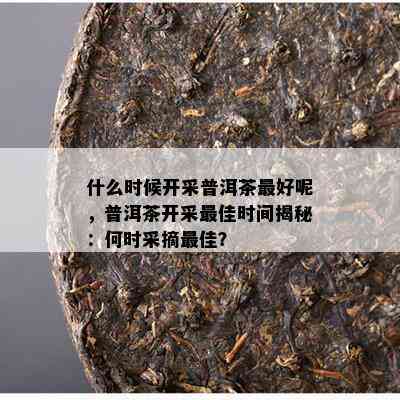 什么时候开采普洱茶更好呢，普洱茶开采更佳时间揭秘：何时采摘更佳？