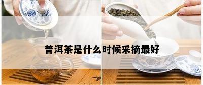 普洱茶是什么时候采摘更好