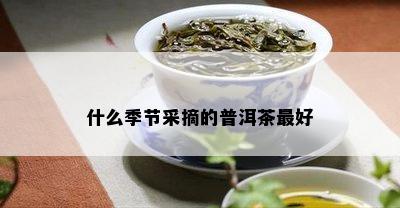 什么季节采摘的普洱茶更好