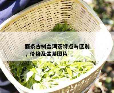 藤条古树普洱茶特点与区别，价格及生茶图片