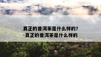 真正的普洱茶是什么样的？-真正的普洱茶是什么样的