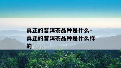 真正的普洱茶品种是什么-真正的普洱茶品种是什么样的