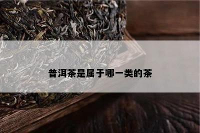 普洱茶是属于哪一类的茶