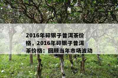 2016年碎银子普洱茶价格，2016年碎银子普洱茶价格：回顾当年市场波动