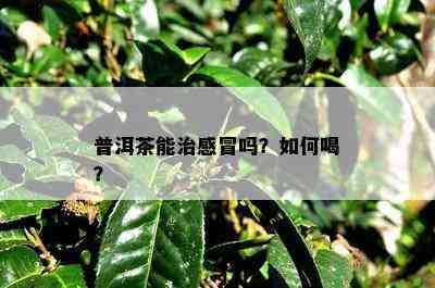 普洱茶能治感冒吗？如何喝？