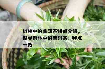 树林中的普洱茶特点介绍，探寻树林中的普洱茶：特点一览