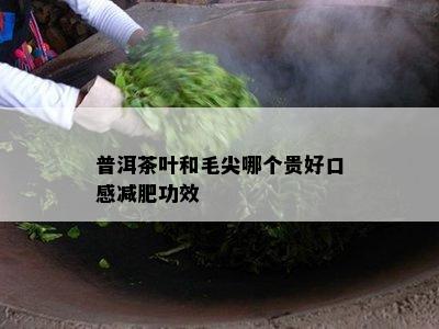 普洱茶叶和毛尖哪个贵好口感减肥功效