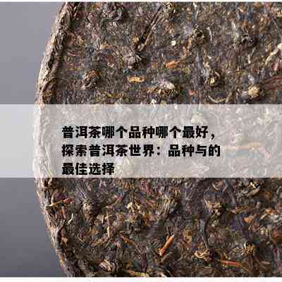 普洱茶哪个品种哪个更好，探索普洱茶世界：品种与的更佳选择