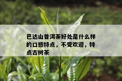 巴达山普洱茶好处是什么样的口感特点，不受欢迎，特点古树茶