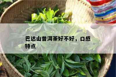 巴达山普洱茶好不好，口感特点