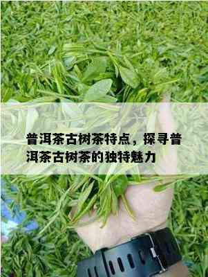 普洱茶古树茶特点，探寻普洱茶古树茶的独特魅力