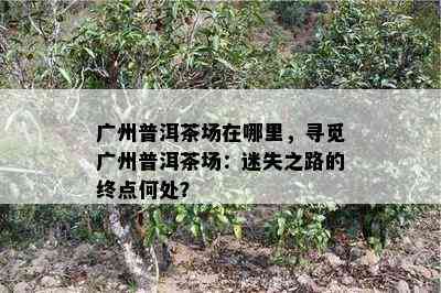 广州普洱茶场在哪里，寻觅广州普洱茶场：迷失之路的终点何处？