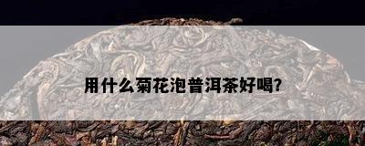 用什么菊花泡普洱茶好喝？