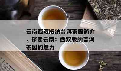 云南西双版纳普洱茶园简介，探索云南：西双版纳普洱茶园的魅力