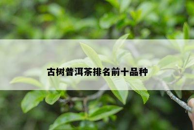 古树普洱茶排名前十品种