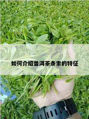 如何介绍普洱茶条索的特征