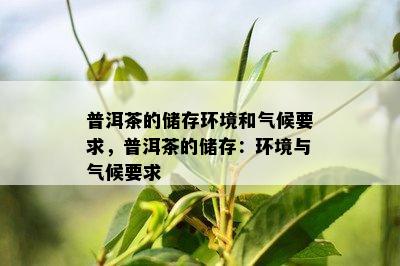 普洱茶的储存环境和气候要求，普洱茶的储存：环境与气候要求