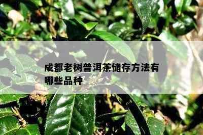 成都老树普洱茶储存方法有哪些品种