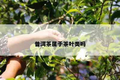 普洱茶属于茶叶类吗