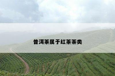 普洱茶属于红茶茶类