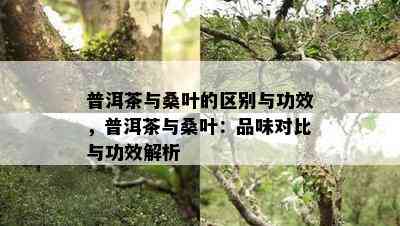 普洱茶与桑叶的区别与功效，普洱茶与桑叶：品味对比与功效解析