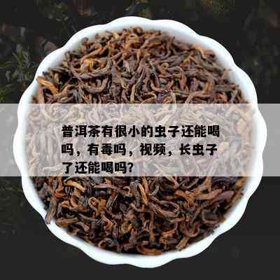 普洱茶有很小的虫子还能喝吗，有吗，视频，长虫子了还能喝吗？