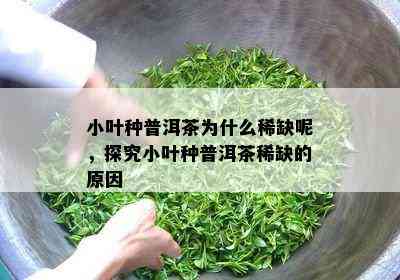 小叶种普洱茶为什么稀缺呢，探究小叶种普洱茶稀缺的原因