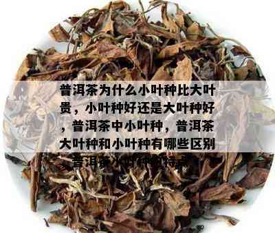 普洱茶为什么小叶种比大叶贵，小叶种好还是大叶种好，普洱茶中小叶种，普洱茶大叶种和小叶种有哪些区别，普洱茶小叶种的特点