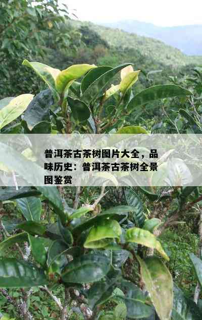 普洱茶古茶树图片大全，品味历史：普洱茶古茶树全景图鉴赏