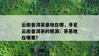 云南普洱茶基地在哪，寻觅云南普洱茶的根源：茶基地在哪里？