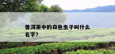 普洱茶中的白色虫子叫什么名字？