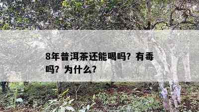 8年普洱茶还能喝吗？有吗？为什么？