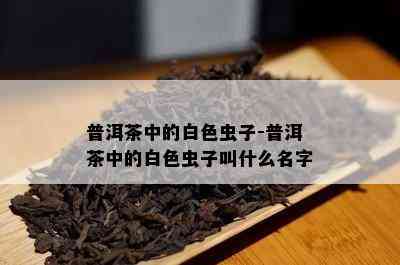 普洱茶中的白色虫子-普洱茶中的白色虫子叫什么名字