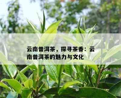 云南普洱茶，探寻茶香：云南普洱茶的魅力与文化