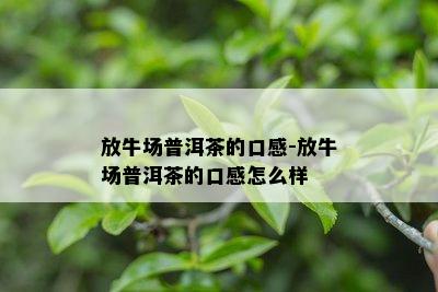 放牛场普洱茶的口感-放牛场普洱茶的口感怎么样