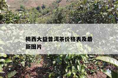 揭西大益普洱茶价格表及最新图片