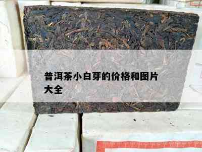 普洱茶小白芽的价格和图片大全